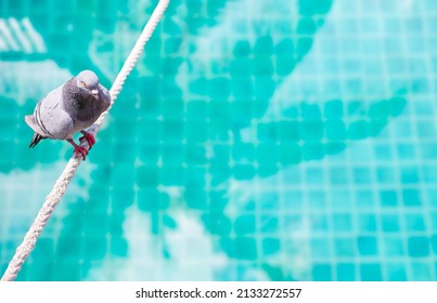 Pigeon Standing On The Rope Over Blurred Swimming Pool Background, Animal And Free Dome, Tropical Pool Problem, Dirt From Bird In Pool Water