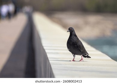 A pigeon is standing on a wall near a body of water. The image has a calm and peaceful mood, as the bird is alone and not interacting with any other birds or people