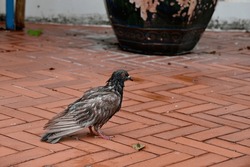 Pigeon Standing Wet From Rain On The Walkway In The Garden At Thailand.