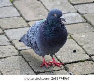 A pigeon stands on rectangular stone tiles with red feet and puffed chest. Iridescent green and purple feathers. Resting posture in a calm urban setting.