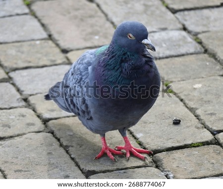 A pigeon stands on rectangular stone tiles with red feet and puffed chest. Iridescent green and purple feathers. Resting posture in a calm urban setting.