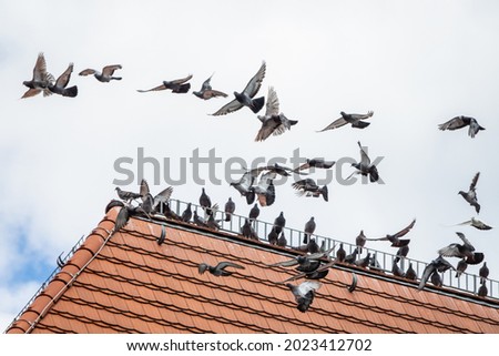 Pigeon swarm (Columba livia forma domestica) starting and landing on a roof. In Germany, urban pigeons are considered pests in the sense of the Animal Protection Act if they occur in high population.