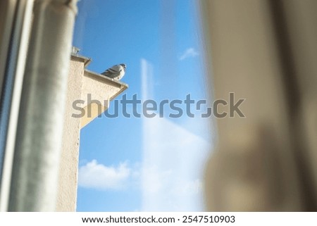 a pigeon through a glass window in Gdansk