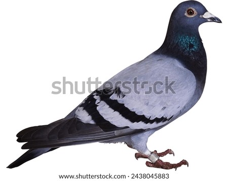 Pigeon Transparent Bird Standing, on a white background
