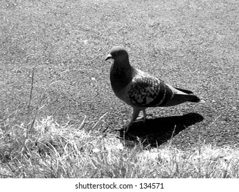 Pigeon Walking