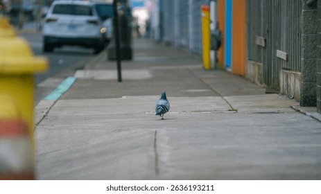 Pigeon walking down empty sidewalk