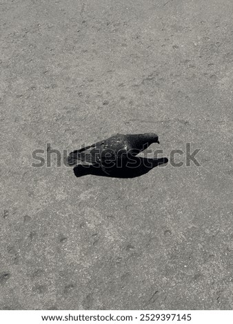 Similar – Image, Stock Photo dark duck Animal 1 Black