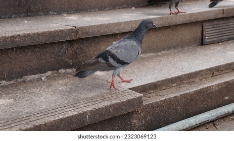 a pigeon walking on the ground