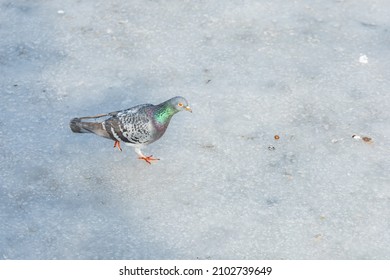 Pigeon Walking On Thin Ice Sheet On Big Lake