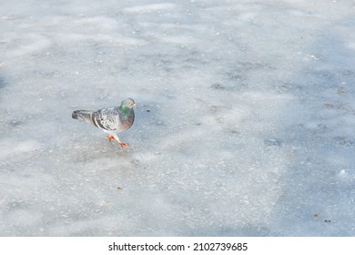 Pigeon Walking On Thin Ice Sheet On Big Lake