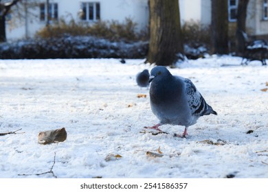 A pigeon walks on a snowy ground in an urban park during winter, with trees and buildings in the background. - Powered by Shutterstock