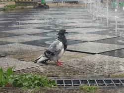 Pigeon Wet In The Water In The Park