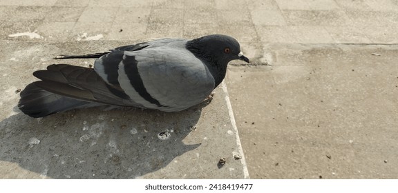 Pigeon,bird, Street bird watching, sunny day environment, beautiful bird
