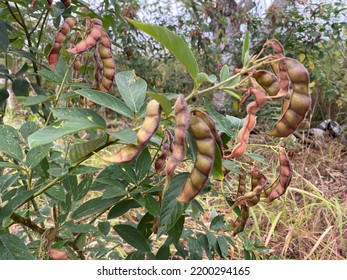 Pigeonpea Plant In Which Its Pods Can Be Seen