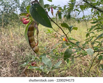 Pigeonpea Plant In Which Its Pods Can Be Seen