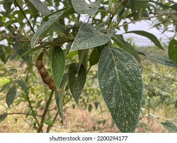 Pigeonpea Plant In Which Its Pods Can Be Seen