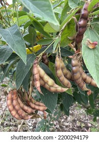 Pigeonpea Plant In Which Its Pods Can Be Seen