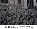 pigeons