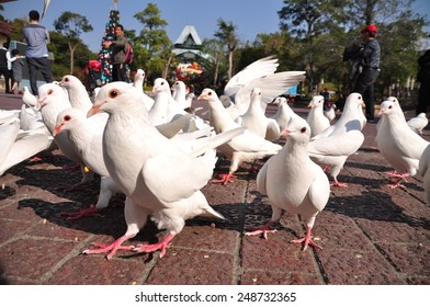 The Pigeons