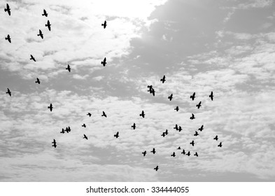 pigeons - Shutterstock ID 334444055