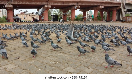 pigeons 