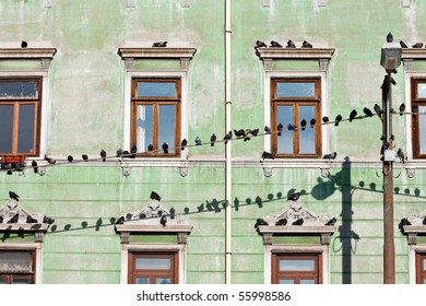 Pigeons