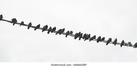pigeons