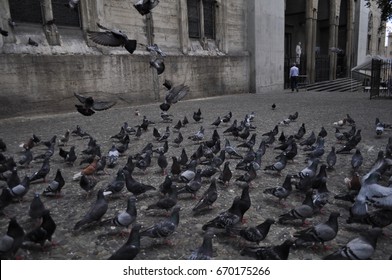 pigeons