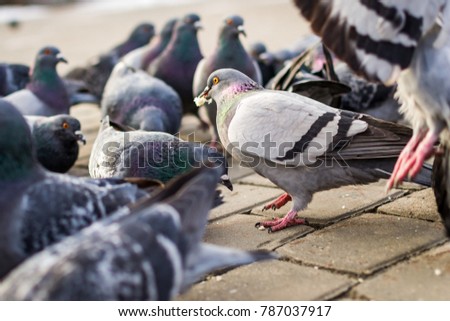 a lot of pigeons
