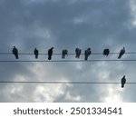 Pigeons against black cloudy background homing pigeon, racing pigeon and domestic messenger pigeon. Columbidae. asian pigeons. Oriental Roller. birds. bird sitting on wire. 