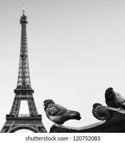 Pigeons Against Eiffel Tower - Paris France