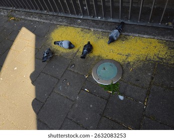 Pigeons animal themes. birds eating. Birds on street. 