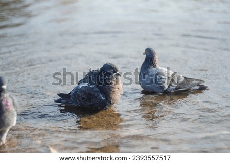 Pigeons bathe in water.  Pigeons in the water
