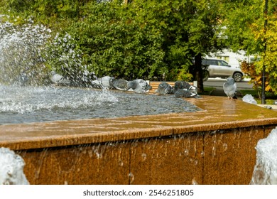 Pigeons bathing in a sunlit fountain surrounded by greenery in a peaceful urban park on a warm afternoon
 - Powered by Shutterstock