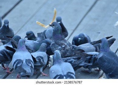 Pigeons and pigeons belong to the family Columbidae and in the order Columbiformes.Many pigeons are scrambling for bread crumbs to eat. - Shutterstock ID 2138576787