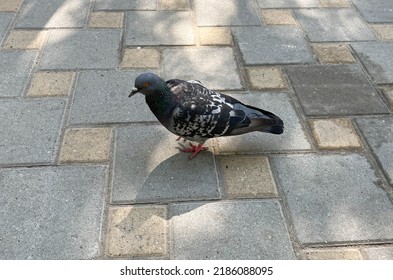Pigeons and pigeons belong to the family Columbidae and in the order Columbiformes.Many pigeons are scrambling for bread crumbs to eat.