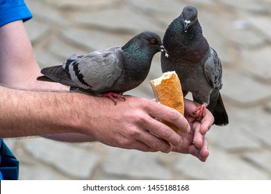 Pigeons Birds Eating Bread From Man Hands