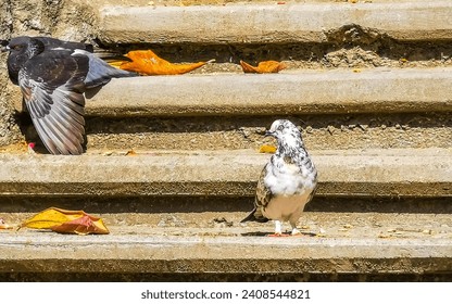 Pigeons birds sitting on stairs steps in Zicatela Puerto Escondido Oaxaca Mexico. - Powered by Shutterstock