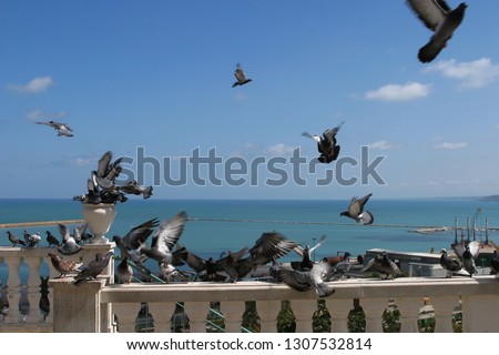 Similar – Seagulls on railings