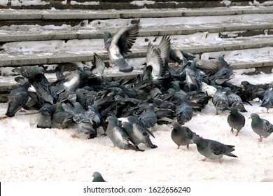 A lot of pigeons. Pigeons in a bunch and one at a time. Feeding the pigeons. Birds in the winter. Pigeon macro, red paw, pigeon leg. A man holds a dove on his hand. Bird eating with hand - Powered by Shutterstock