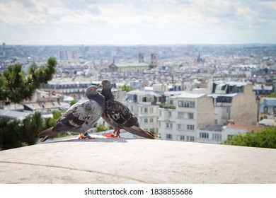 Pigeons Captured In Montmartre Paris