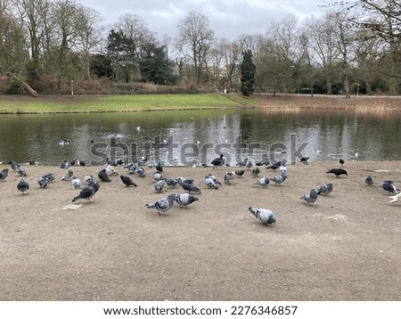 Pigeons, crows, and ducks standing on the soil of a riverbank next to a lake with dark water in Utrecht, Netherlands