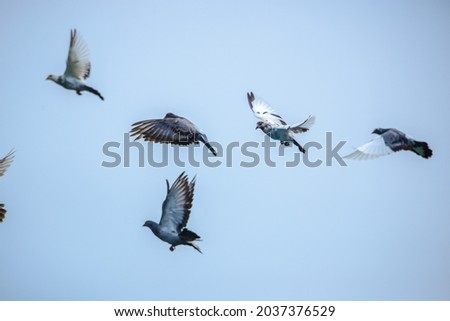 Pigeons and doves are stocky birds with short necks and short slender beaks. The species commonly known as 