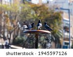 Pigeons are drinking from a fountain in Rabin Square