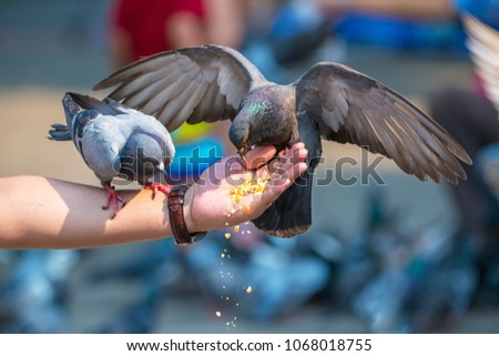 Pigeons eat food from a hand in the park