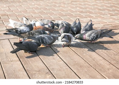 Pigeons eat on the sidewalk . Birds at the city street 