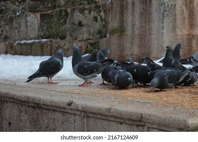 Pigeons eating and bird food