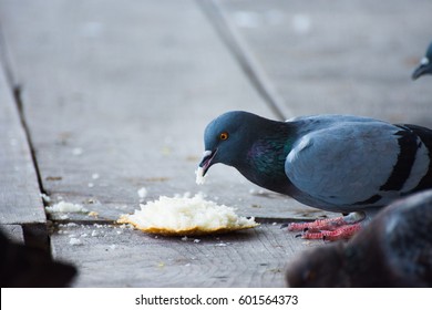 Pigeons Eating Bread