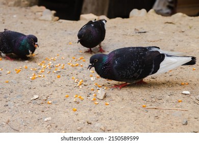 Pigeons are eating food on land and corn on lips, Pigeon group eat food together, poultry animal