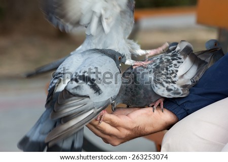 the pigeons eating from a hand of the person